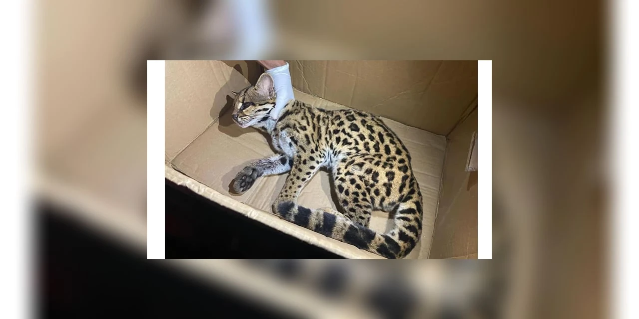 Jaguatirica é resgatada e salva após ser atropelada, em Prudentópolis.