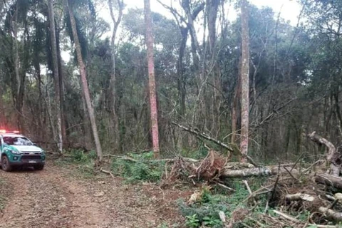 Homem é multado em mais de 360 mil por desmatar área de vegetação nativa em Imbituva