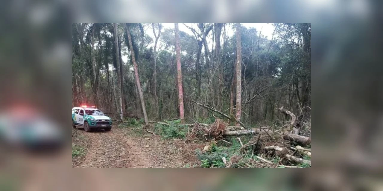 Homem é multado em mais de 360 mil por desmatar área de vegetação nativa em Imbituva