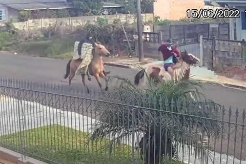 Montado a cavalo, ladrões invadem residências em PG