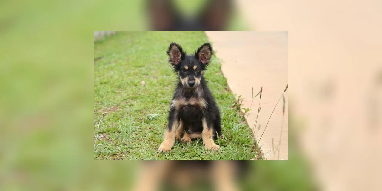 CRAR abre cadastro para mutirão de castração de animais