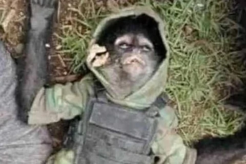 Mascote do narcotráfico, macaco com colete a prova de balas morre em tiroteio