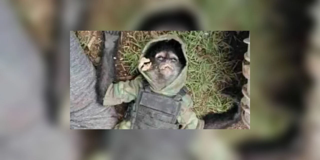 Mascote do narcotráfico, macaco com colete a prova de balas morre em tiroteio