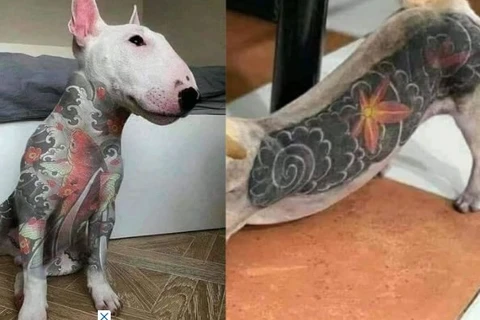 Tatuagens e piercings em animais são proibidos no Paraná