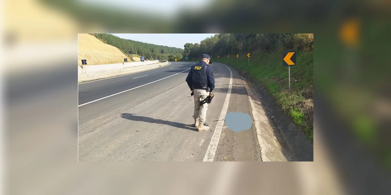 Cabeça humana é encontrada as margens de rodovia, em Tibagi