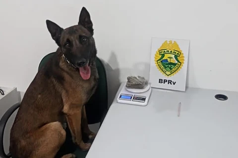 Mulher é presa em ônibus após ser flagrada com maconha em mala; droga foi achada por cão da PRE