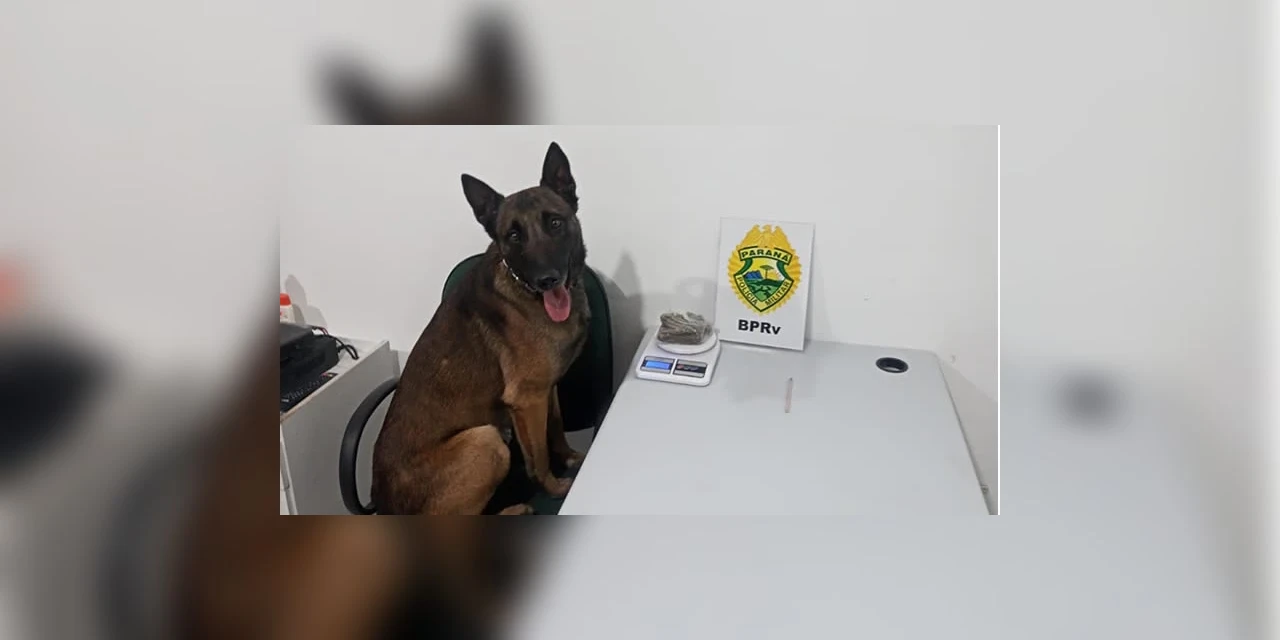 Mulher é presa em ônibus após ser flagrada com maconha em mala; droga foi achada por cão da PRE