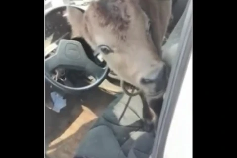 Vídeo: Bezerro é encontrado amarrado dentro de carro no Paraná