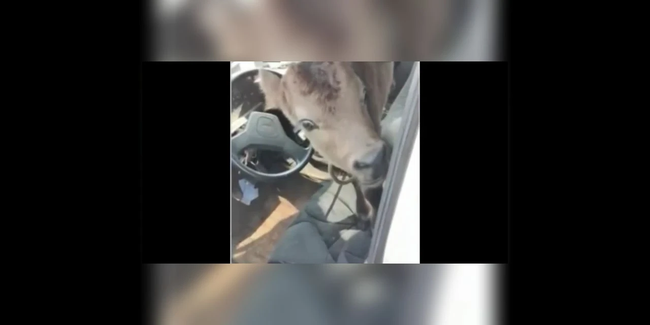 Vídeo: Bezerro é encontrado amarrado dentro de carro no Paraná