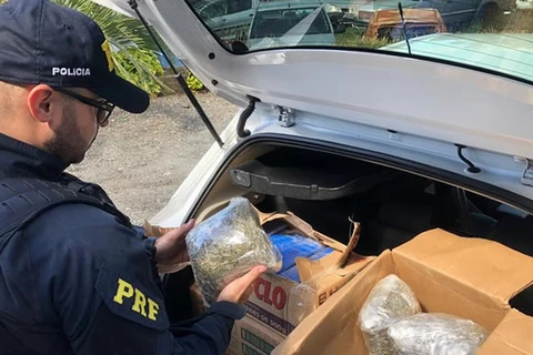 PRF apreende mais de 80 quilos de maconha e 20 quilos de skunk em Palmeira