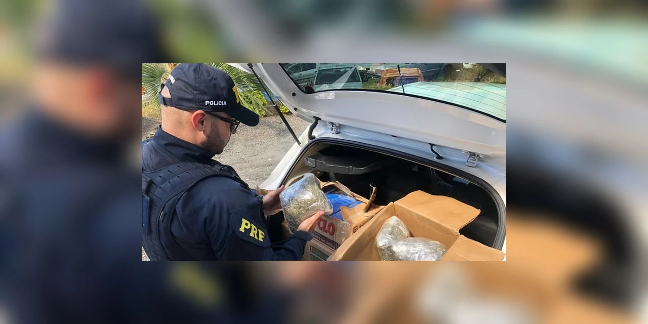 PRF apreende mais de 80 quilos de maconha e 20 quilos de skunk em Palmeira
