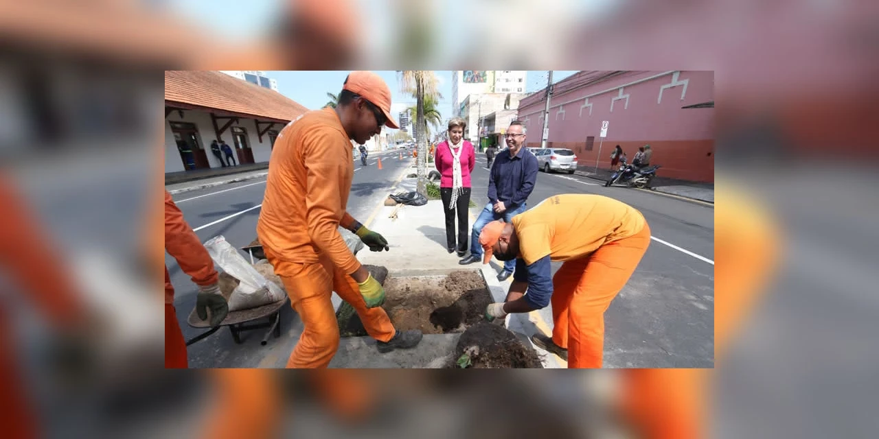 Canteiros da Benjamin Constant recebem 15 palmeiras
