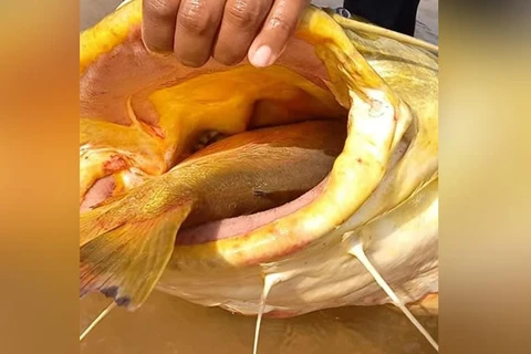 Pescador fisga “Jaú de 90kg com “Pacu” entalado na boca; veja o vídeo