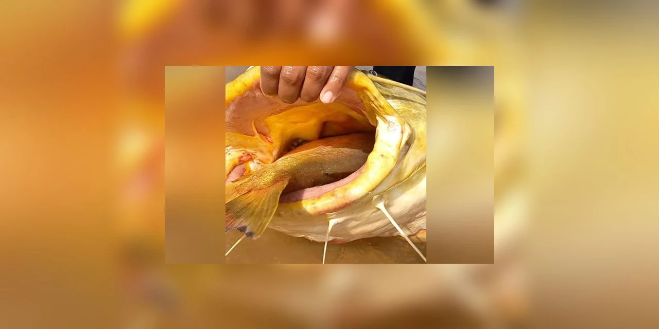 Pescador fisga “Jaú de 90kg com “Pacu” entalado na boca; veja o vídeo