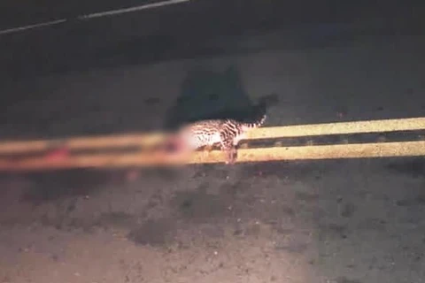 Filhote de onça morre atropelado em Palmeira; mãe fica perto enquanto animal era removido