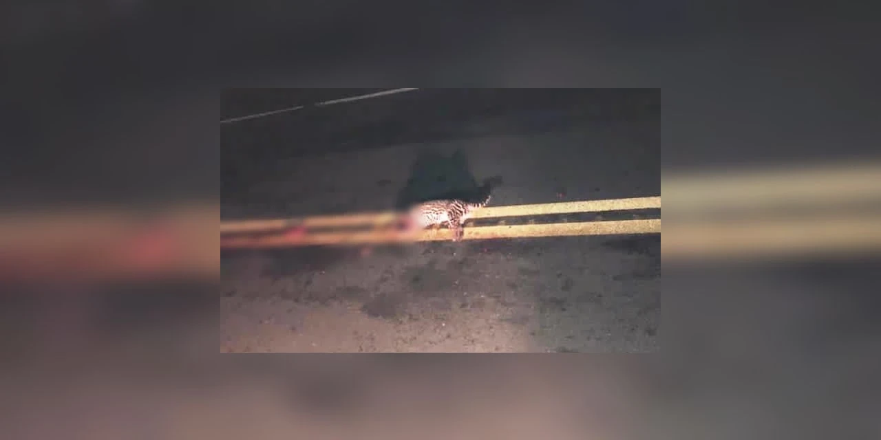 Filhote de onça morre atropelado em Palmeira; mãe fica perto enquanto animal era removido