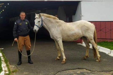 Polícia militar recebe eqüino em doação para a expansão do projeto de equoterapia, em Ponta Grossa
