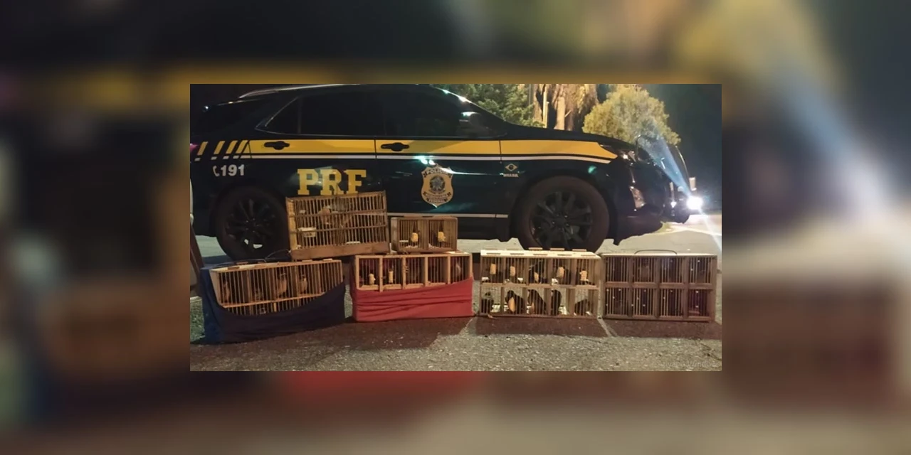 PRF apreende carro com porta-malas cheio de pássaros