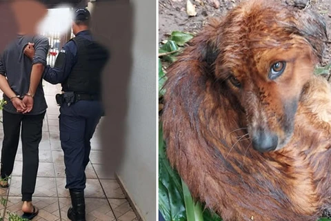 Cachorro morre após ficar sem água, comida e amarrado em arvore em PG; homem foi preso por maus-tratos