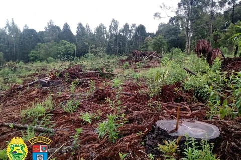 Proprietário é autuado em R$ 105 mil reais por desmatamento em São João do Triunfo