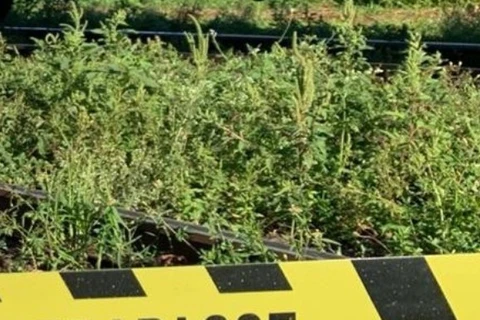 Moradores encontram homem morto próximo a linha de trem, em PG