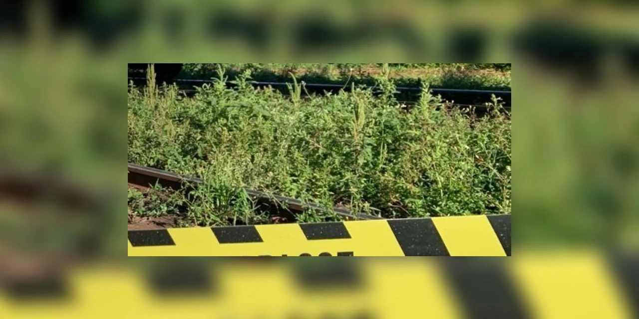 Moradores encontram homem morto próximo a linha de trem, em PG