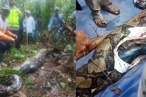 Mulher desaparecida é encontrada morta dentro de cobra de quase 7 metros