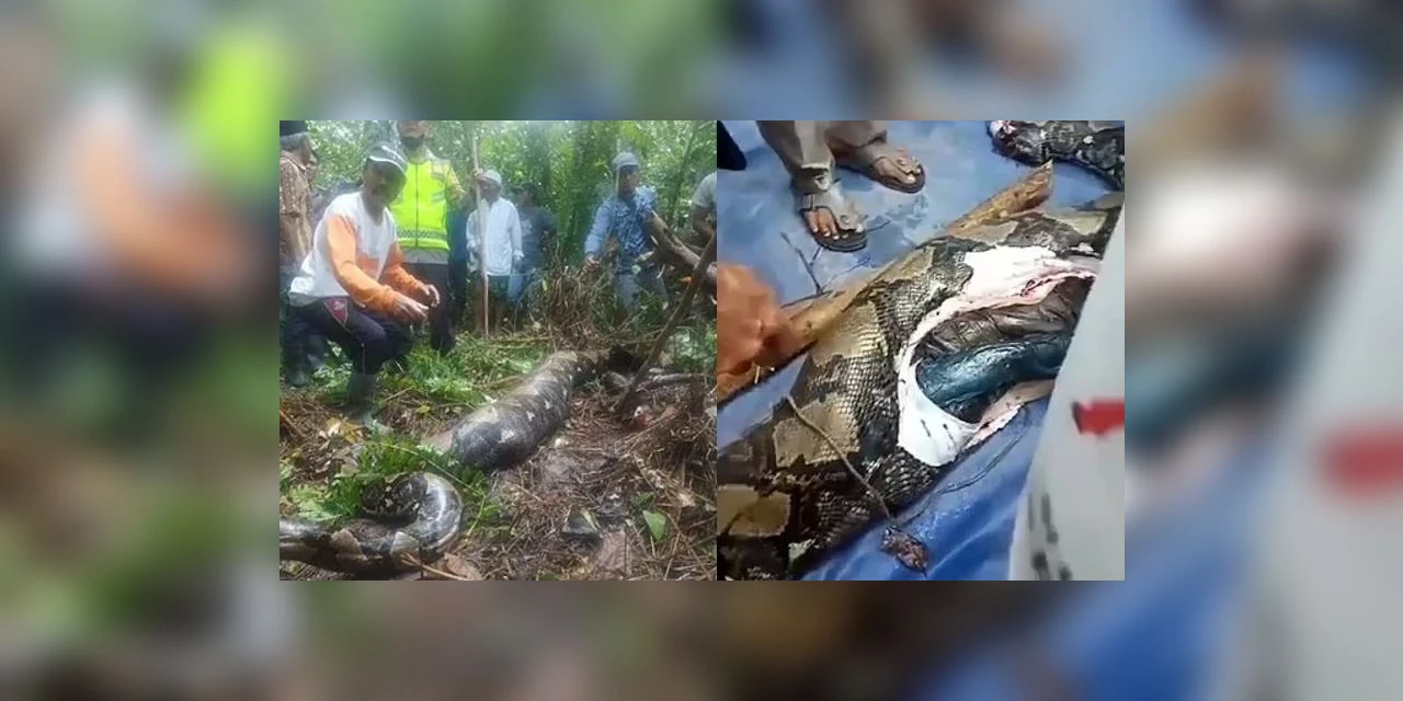 Mulher desaparecida é encontrada morta dentro de cobra de quase 7 metros