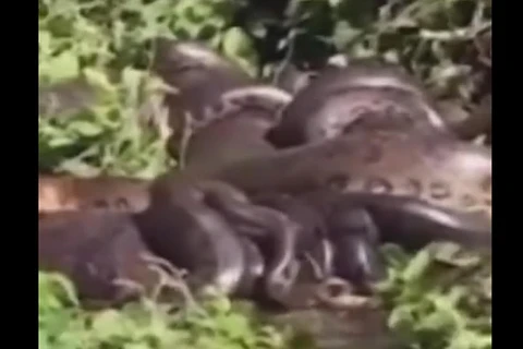 Pescador filma sucuri acasalando com 14 machos no rio Paraná