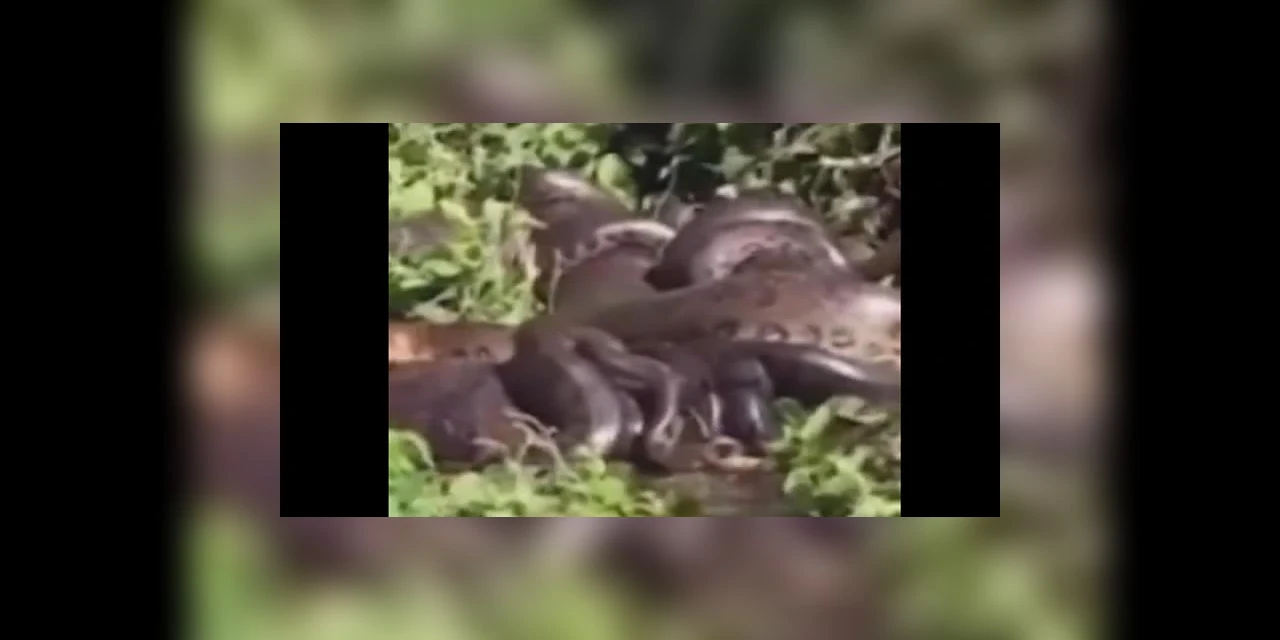 Pescador filma sucuri acasalando com 14 machos no rio Paraná