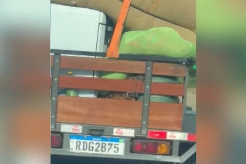 Maus-tratos: cachorro é transportado embaixo de móveis em carro de mudança; assista!