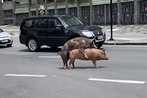 Porcos são flagrados em momento 'de amor' no meio da rua; assista!