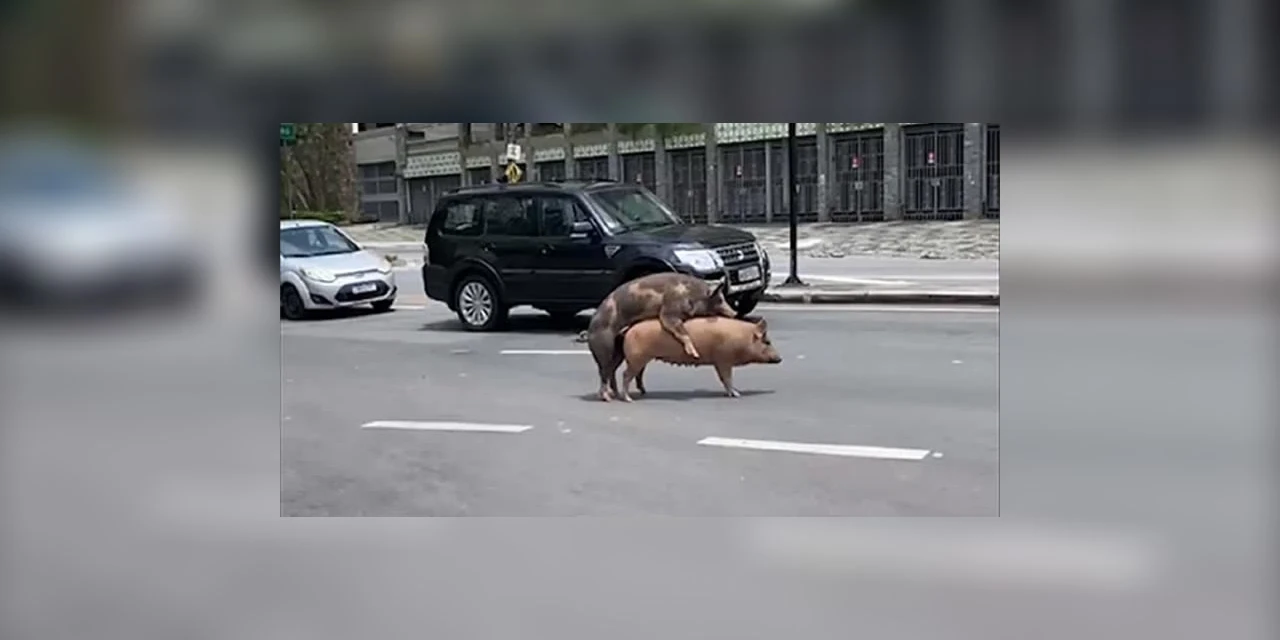 Porcos são flagrados em momento 'de amor' no meio da rua; assista!