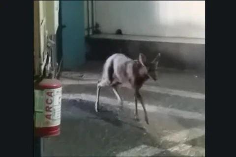 Veado aparece no Paraguaizinho em PG; assista!