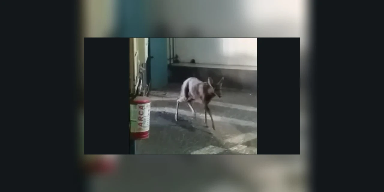 Veado aparece no Paraguaizinho em PG; assista!