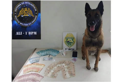 Com ajuda de cão farejador, polícia encontra cocaína escondida dentro de carro em PG