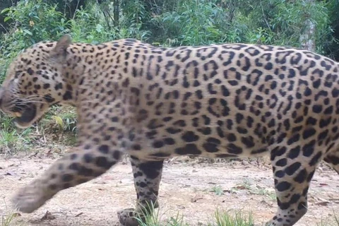 Onças-pintadas com filhotes são encontradas na Serra do Mar paranaense