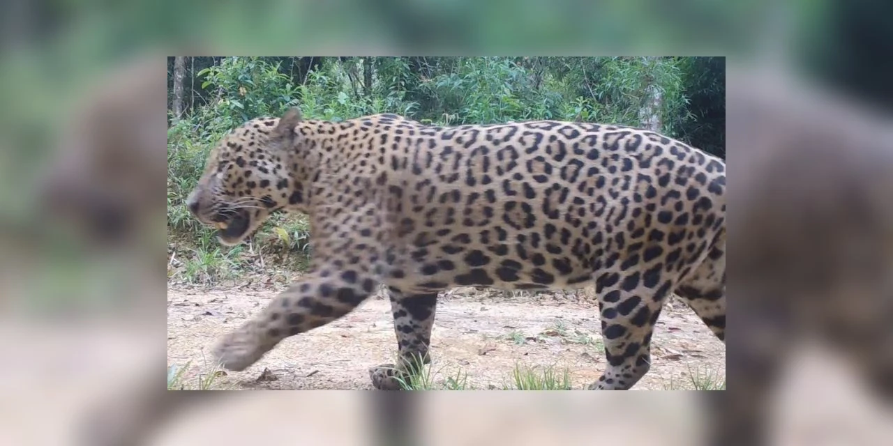 Onças-pintadas com filhotes são encontradas na Serra do Mar paranaense