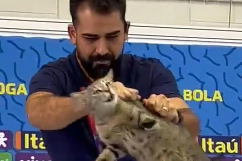 Assessor da CBF joga gato no chão e causa polêmica durante coletiva de Vinicius Jr; assista!