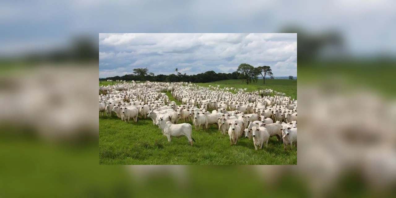 PCPR cumpre sete mandados de busca e apreensão contra furto de 67 cabeças de gados em Imbituva