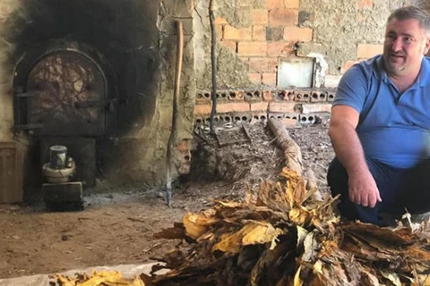 Rio Grande do Sul aprova projeto para classificação de fumo na propriedade, similar ao proposto por Bacil no PR