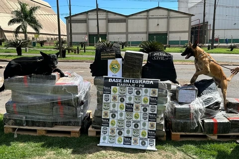 Cão farejador auxilia na apreensão de 1,4 tonelada de maconha