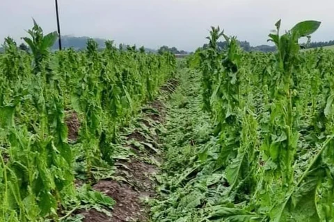 Granizo atinge plantações de fumo no interior de Palmeira