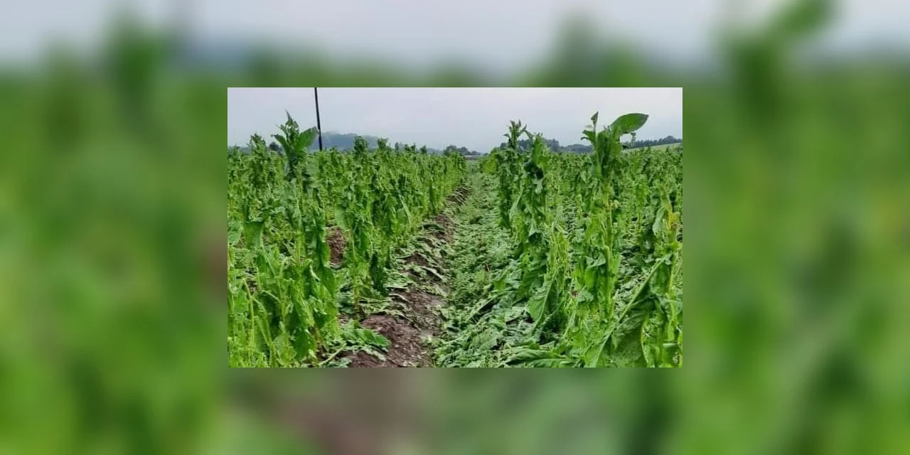Granizo atinge plantações de fumo no interior de Palmeira