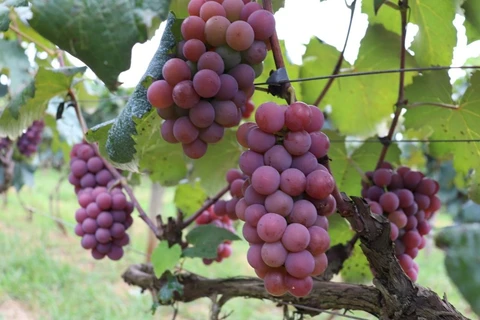 40ª Fesuva será realizada junto com a Feira Gastronômica