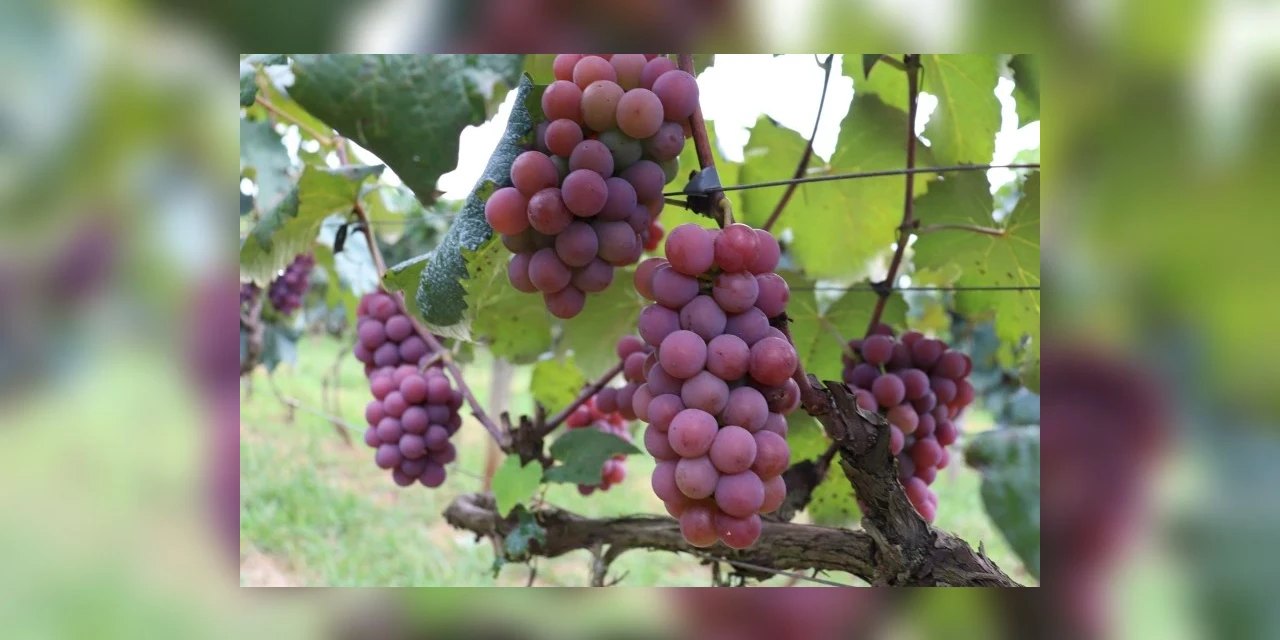 40ª Fesuva será realizada junto com a Feira Gastronômica