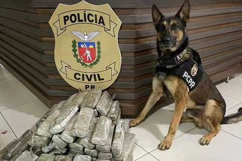 Ações com cães policiais da PCPR apreenderam 10,3 toneladas de drogas em 2022