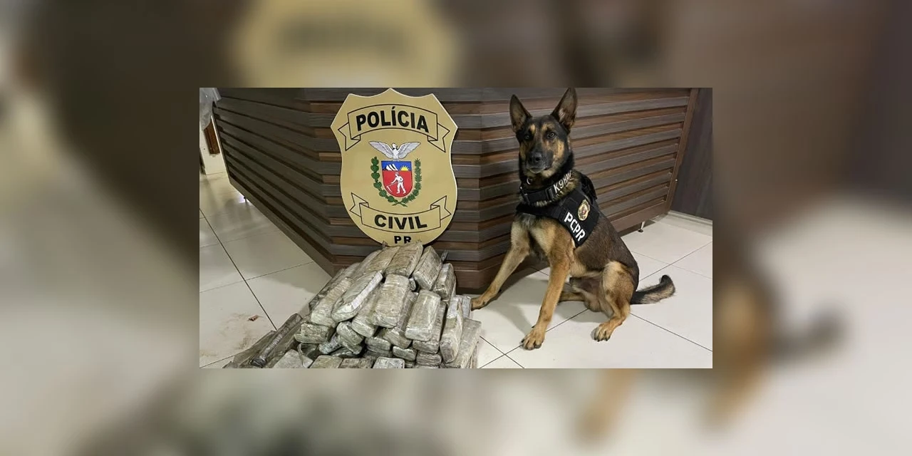 Ações com cães policiais da PCPR apreenderam 10,3 toneladas de drogas em 2022