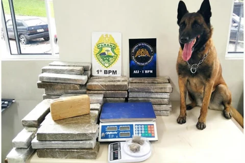 Cães de faro ajudam polícia na apreensão de grande quantidade de drogas, em PG