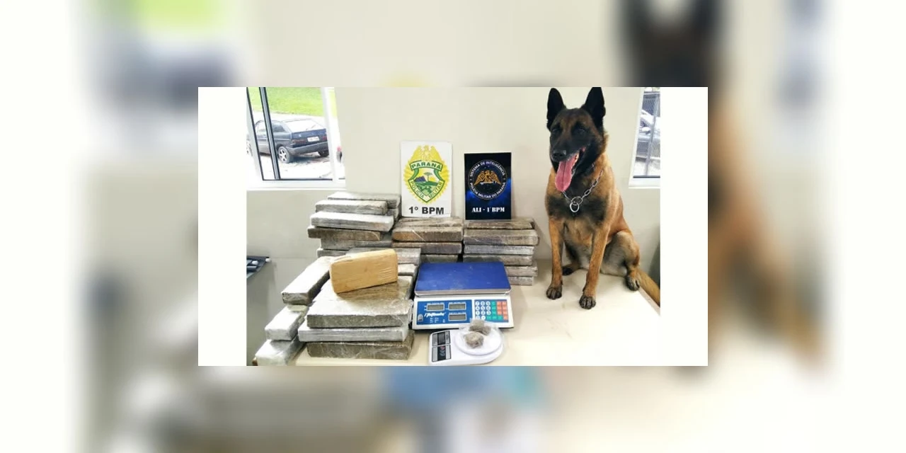 Cães de faro ajudam polícia na apreensão de grande quantidade de drogas, em PG